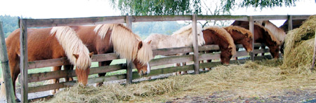 Reitferien und Reitschule