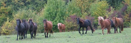 Reitferien und Reitschule